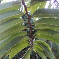 Annona reticulata L.